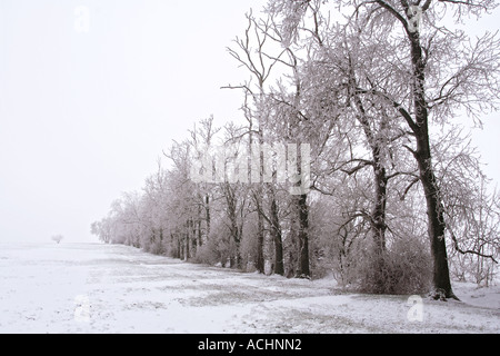 Alberi in un campo del bordo in inverno Foto Stock