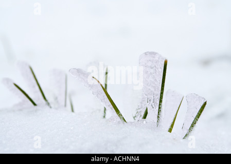 I cristalli di ghiaccio sulle pale verdi di erba Foto Stock