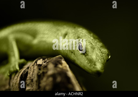 Verde geco seduto su un ramo Foto Stock