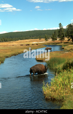 Nez Perce Creek con il pascolo di bisonte in acqua al Parco Nazionale di Yellowstone in Wyoming Foto Stock