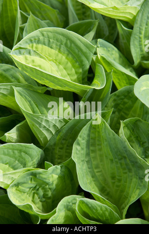 Giardino Holehird Hosta Julie Morris Foto Stock