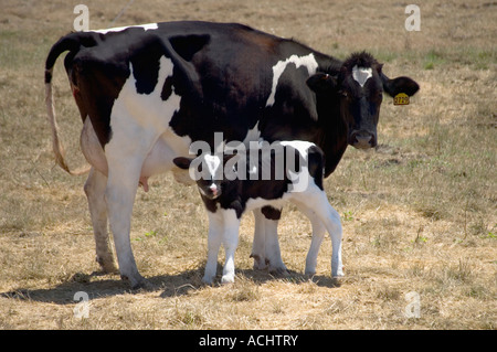 Vacca Holstein con vitello neonato, Foto Stock