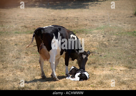 Vacca Holstein con vitello neonato, placenta, Foto Stock