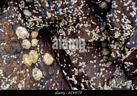 Seashell e barnacle presso la scogliera Foto Stock