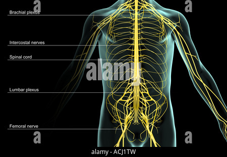 La nervosi del tronco Foto Stock