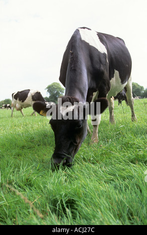 Vacca da latte di pascolare su erba Thames Valley Foto Stock