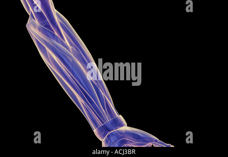 I muscoli dell'avambraccio Foto Stock