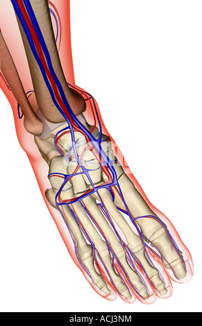 Il rifornimento di sangue del piede Foto Stock