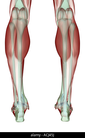 Il musculoskeleton delle gambe Foto Stock