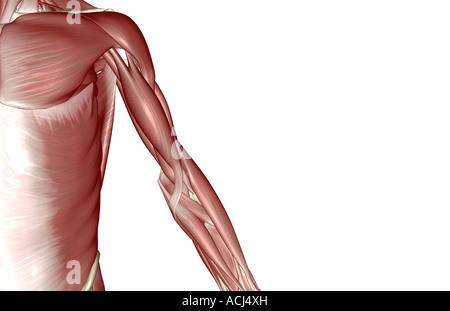 I muscoli dell'arto superiore Foto Stock
