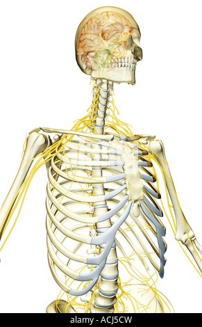 L'alimentazione del nervo della parte superiore della scocca Foto Stock