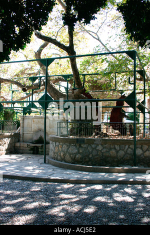 Ippocrate albero piano nella città di Kos sull'isola greca di Kos Foto Stock