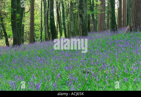 La molla bluebells tappeto una faggeta nel Parco Nazionale di Killarney. Contea di Kerry, Irlanda. Foto Stock