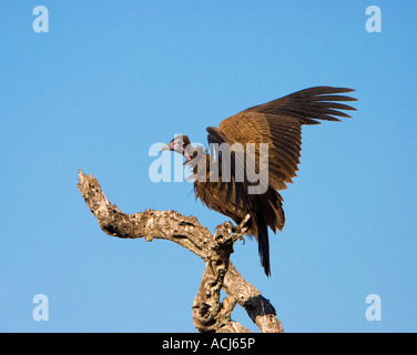 Hooded vulture sbarco Foto Stock