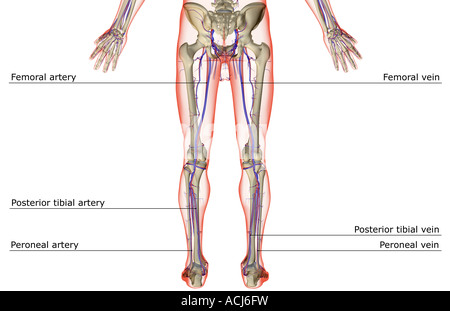 L'alimentazione di sangue del corpo inferiore Foto Stock