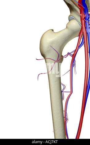L'alimentazione di sangue dell'anca Foto Stock