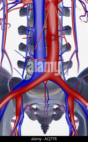I vasi sanguigni a vertebre lombari Foto Stock