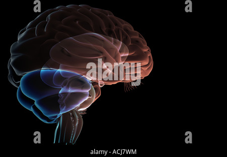 Il tronco cerebrale Foto Stock