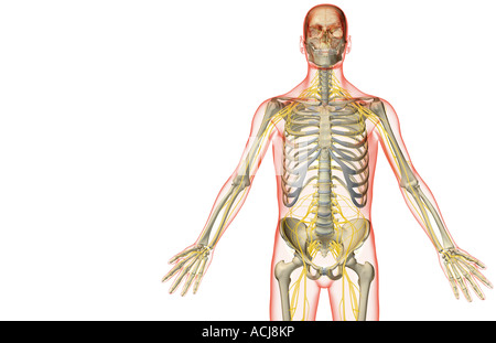 L'alimentazione del nervo della parte superiore della scocca Foto Stock