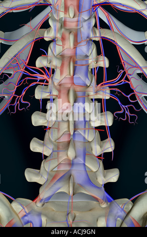 L'alimentazione di sangue delle vertebre lombari Foto Stock