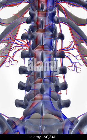 L'alimentazione di sangue delle vertebre lombari Foto Stock