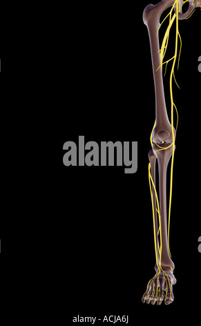 I nervi dell'arto inferiore Foto Stock