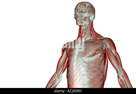 Il musculoskeleton della parte superiore della scocca Foto Stock