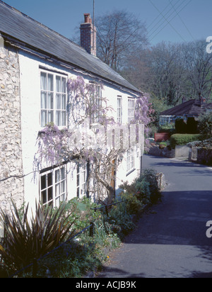 Wysteria cresce su un bianco lavato cottage, uplyme, Lyme Regis, Dorset, Inghilterra, Regno Unito. Foto Stock