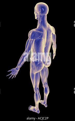 Il sistema muscolare Foto Stock