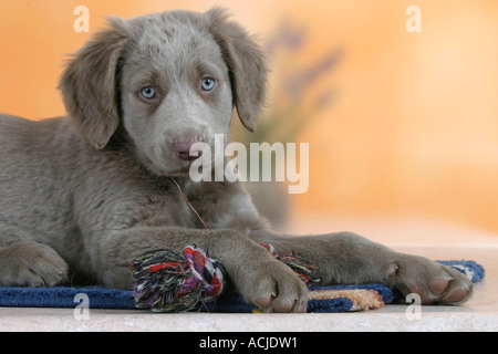 Con i capelli lunghi Weimaraner Foto Stock