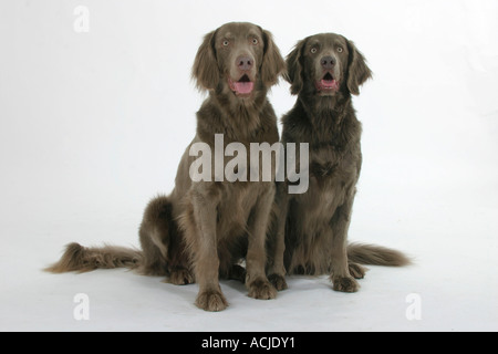 Con i capelli lunghi Weimaraner Foto Stock