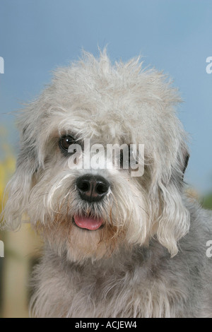 Dandie Dinmont Terrier Foto Stock