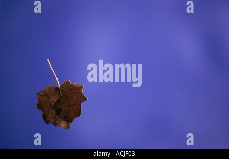 Foglie di autunno cadere attraverso il cielo blu Alicante Spagna Foto Stock