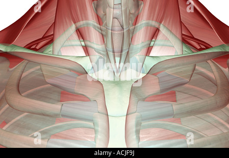 Il musculoskeleton del collo Foto Stock