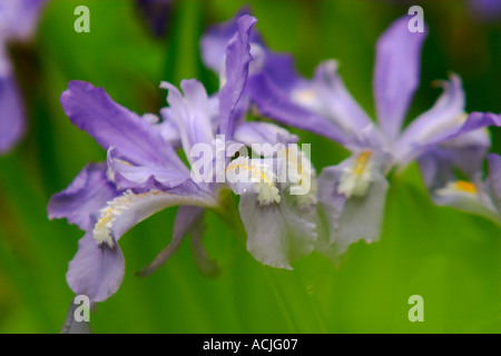 Nana iridi crestato nel Parco Nazionale di Great Smoky Mountains Foto Stock