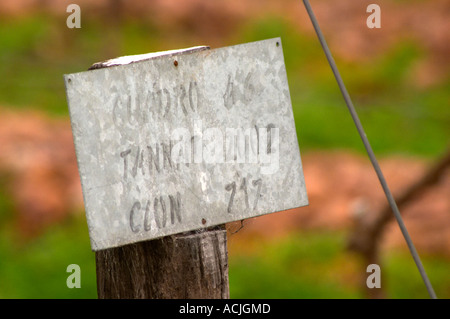 Il vigneto con un cartello che diceva che Tannat è piantato nel 2002 con il clone 717 Bodega Bouza Cantina, Canelones, Montevideo, Uruguay Sud America Foto Stock