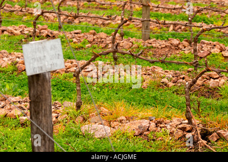 Il vigneto con un cartello che diceva che Tannat è piantato nel 2002 con il clone 717 e vitigni addestrati in cordon Royat le pietre sono Foto Stock