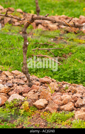 Il vigneto con Tannat piantato nel 2002 con il clone 717 e vitigni addestrati in cordon Royat le pietre sono state specificatamente messo Foto Stock