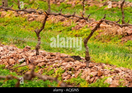 Il vigneto con Tannat piantato nel 2002 con il clone 717 e vitigni addestrati in cordon Royat le pietre sono state specificatamente messo Foto Stock