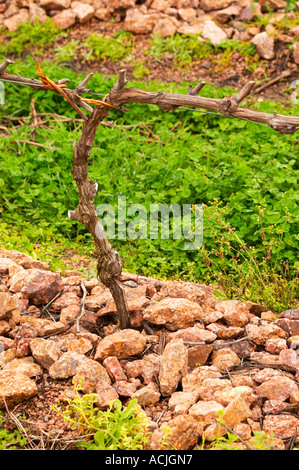 Il vigneto con Tannat piantato nel 2002 con il clone 717 e vitigni addestrati in cordon Royat le pietre sono state specificatamente messo Foto Stock