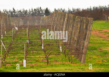 Il vigneto con Tannat piantato nel 2002 con il clone 717 e vitigni addestrati in cordon Royat le pietre sono state specificatamente messo Foto Stock