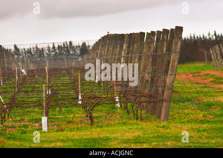 Il vigneto con Tannat piantato nel 2002 con il clone 717 e vitigni addestrati in cordon Royat le pietre sono state specificatamente messo Foto Stock