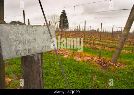 Il vigneto con un cartello che diceva che Tannat è piantato nel 2002 con il clone 717 e vitigni addestrati in cordon Royat le pietre sono Foto Stock