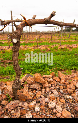 Il vigneto con Tannat piantato nel 2002 con il clone 717 e vitigni addestrati in cordon Royat le pietre sono state specificatamente messo Foto Stock