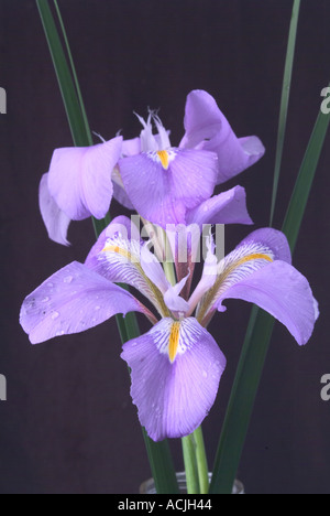 Iris unguicularis invernale in fiore Foto Stock