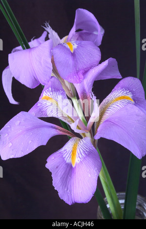 Iris unguicularis invernale in fiore Foto Stock