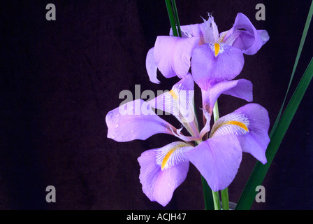 Iris unguicularis invernale in fiore Foto Stock