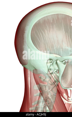 Il musculoskeleton della testa e del collo Foto Stock