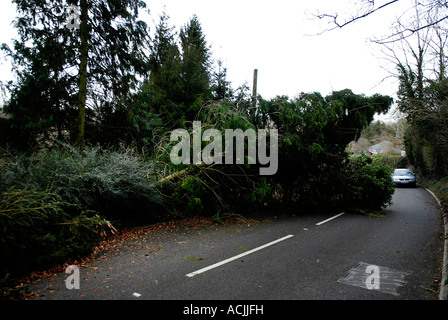 Pic martin phelps 18 01 07 marlborough albero caduto sulla collina granham Foto Stock