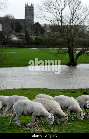 Pic martin phelps 18 01 07 marlborough fiume kennet allagata a west overton Foto Stock